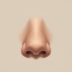 hidung